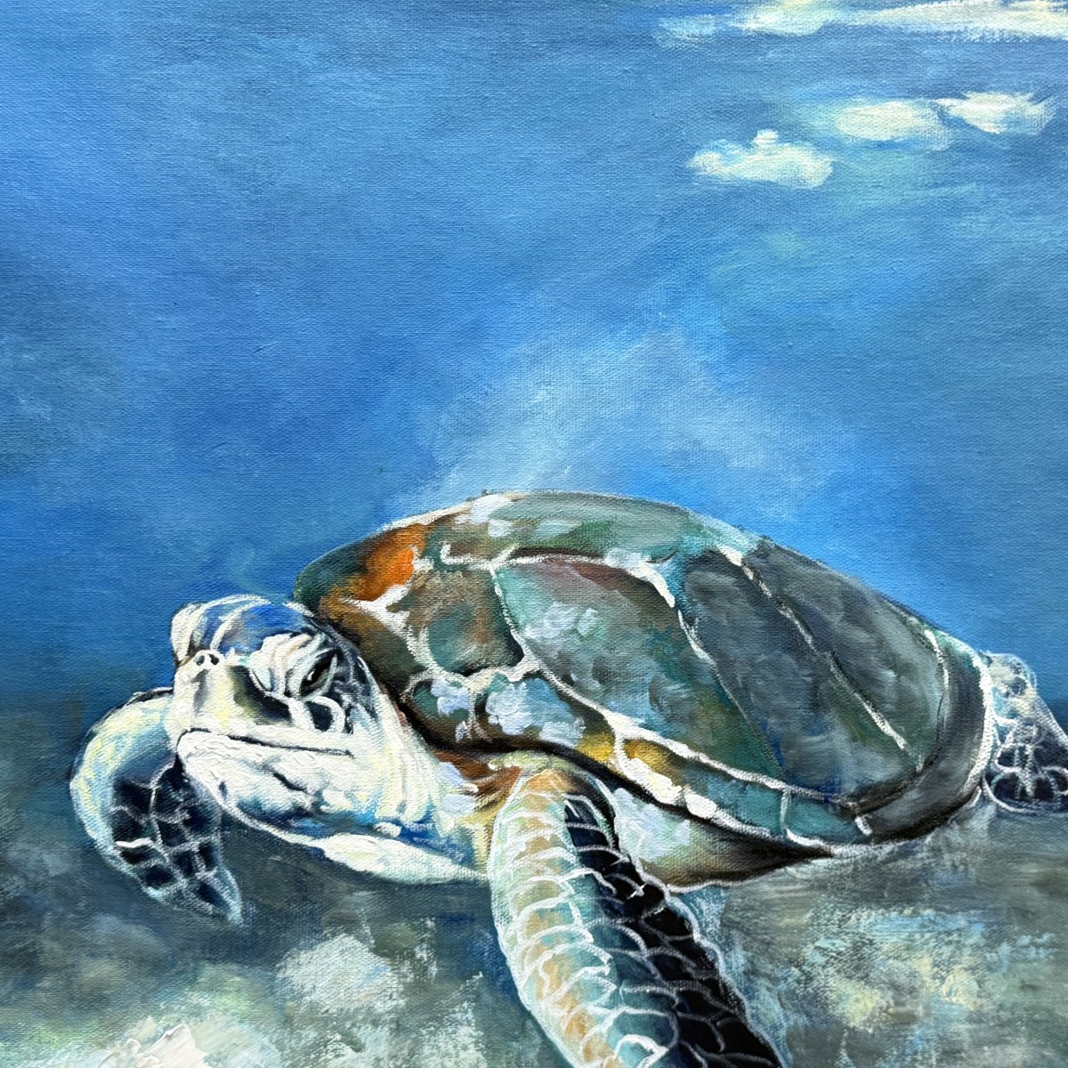 Sally la tortuga marina