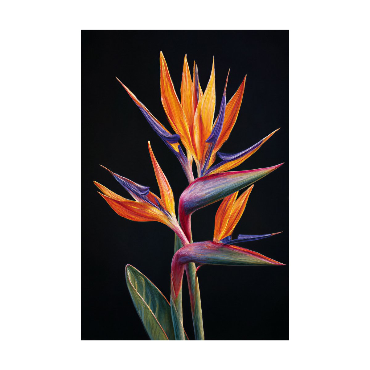 Bird of Paradise Flowers