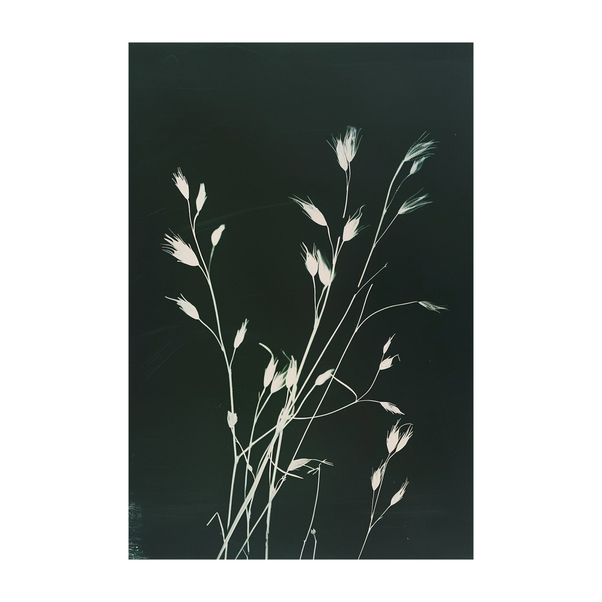 Meadowgrass