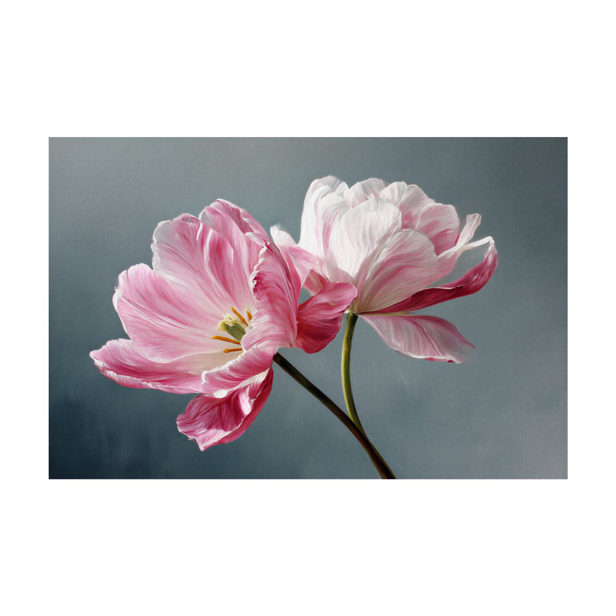Pink Cosmos Flowers