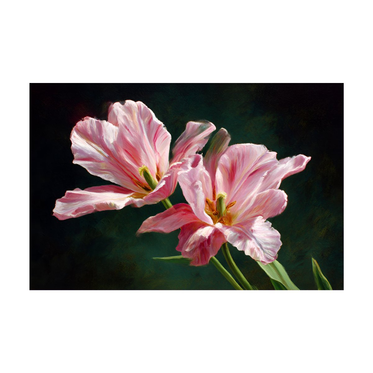 Pink Rain Lilies